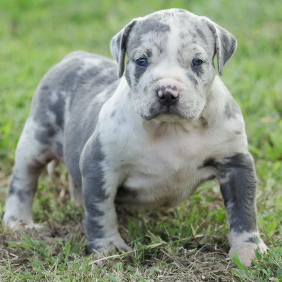 Puppies - Big Block Bullies